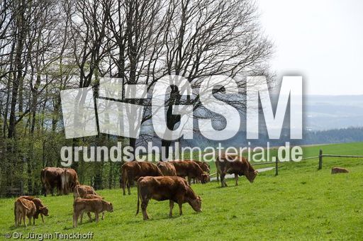 Hausrind (69 von 174).jpg